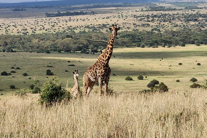 Nairobi national park Elephant orphanage and giraffe center tour. - Nairobi National Park, safari country beside the city