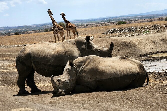 Nairobi national park Elephant orphanage and giraffe center tour. - The guide can make or break the day