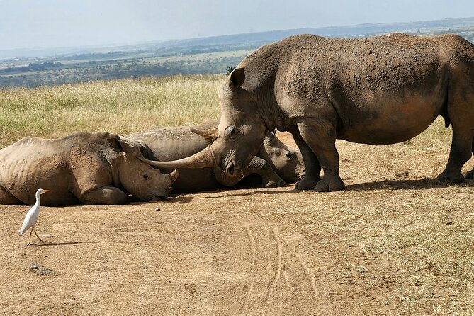 Nairobi national park Elephant orphanage and giraffe center tour. - Who will get the most from this outing