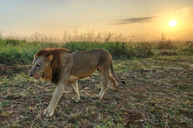 Nairobi National Park, Elephant Orphanage and Giraffe Center Tour - What the guides add to the day