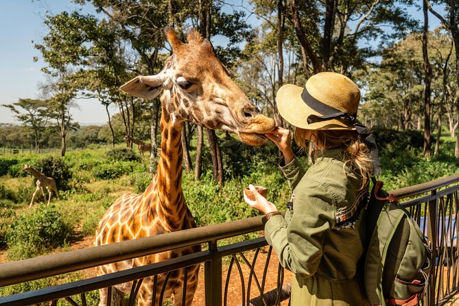 Nairobi National Park, Elephant Orphanage and Giraffe Centre - Five things to know before you book
