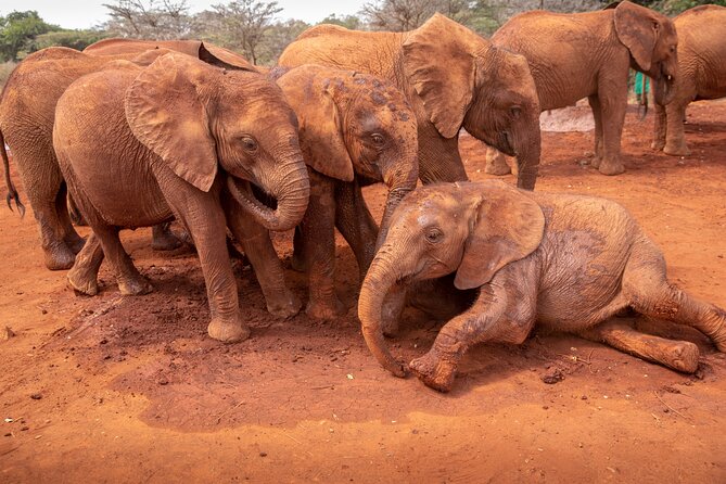Nairobi National Park, Elephant Orphanage and Giraffe Centre - Open-roof 4x4 viewing and the group size