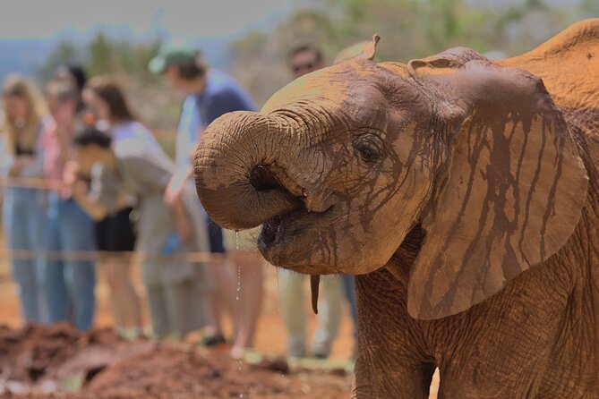Nairobi National Park, Elephant Orphanage and Giraffe Centre - Cultiva Farm Kenya and the lunch decision