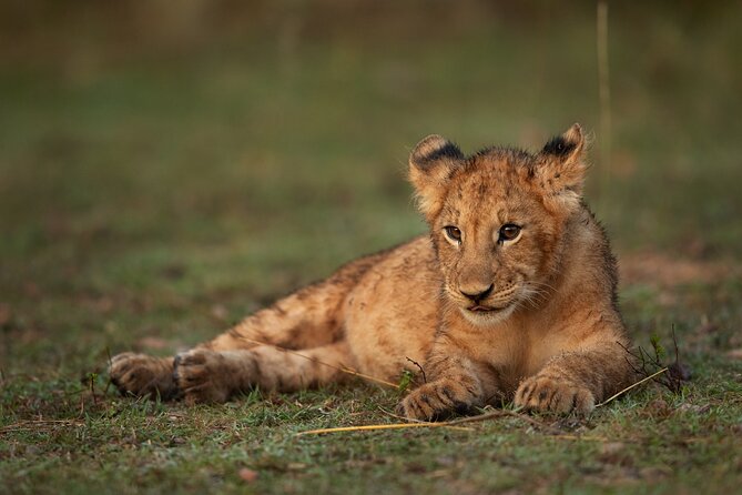 Nairobi National Park, Elephant Orphanage and Giraffe Centre - What the $50 price really buys you