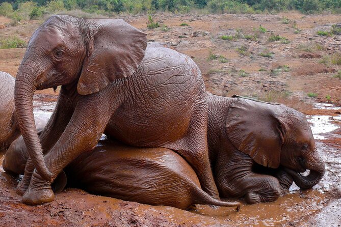 Nairobi National Park, Elephant Orphanage and Giraffe Centre - Timing, comfort, and practical planning
