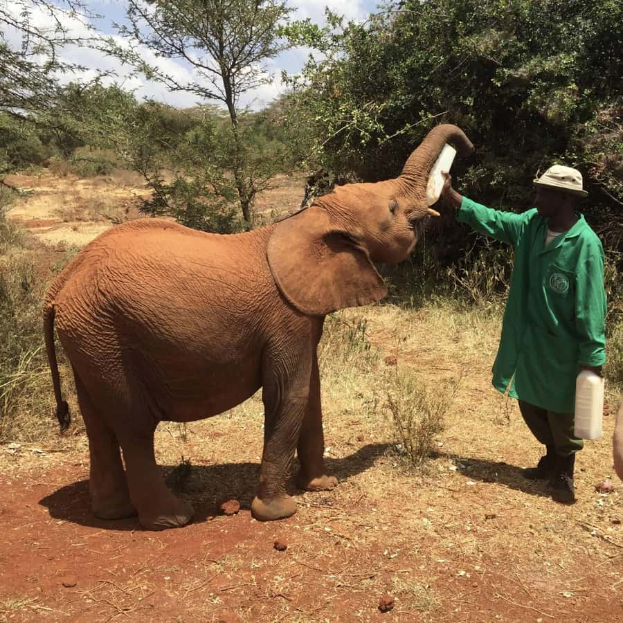 Nairobi National Park, Elephant Orphanage and Giraffe Centre - Who should book this Nairobi day out?