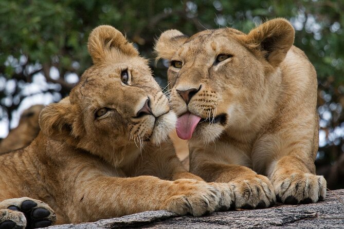Nairobi National Park, Elephant Orphanage and Giraffe Centre - Starting from Nairobi and managing the timing