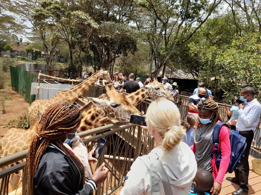 Nairobi: National Park, Elephant Orphanage, and Giraffe Tour - Five Things to Know Before You Go