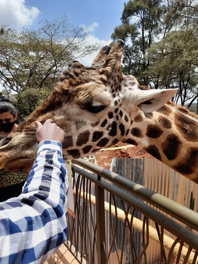 Nairobi: National Park, Elephant Orphanage, and Giraffe Tour - Why Nairobi National Park Is the Right First Stop