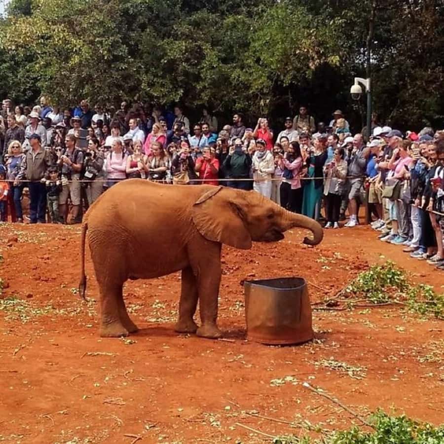 Nairobi: National Park, Elephant Orphanage, and Giraffe Tour - Kobe Tough Beads: A Useful Break From Wildlife
