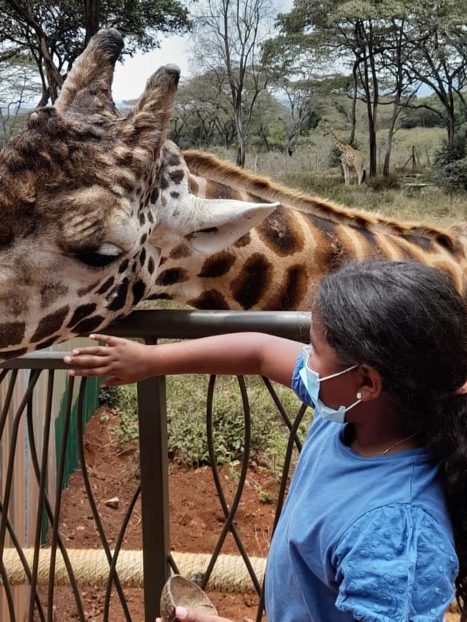 Nairobi: National Park, Elephant Orphanage, and Giraffe Tour - The Real Cost: About $195 Before Lunch