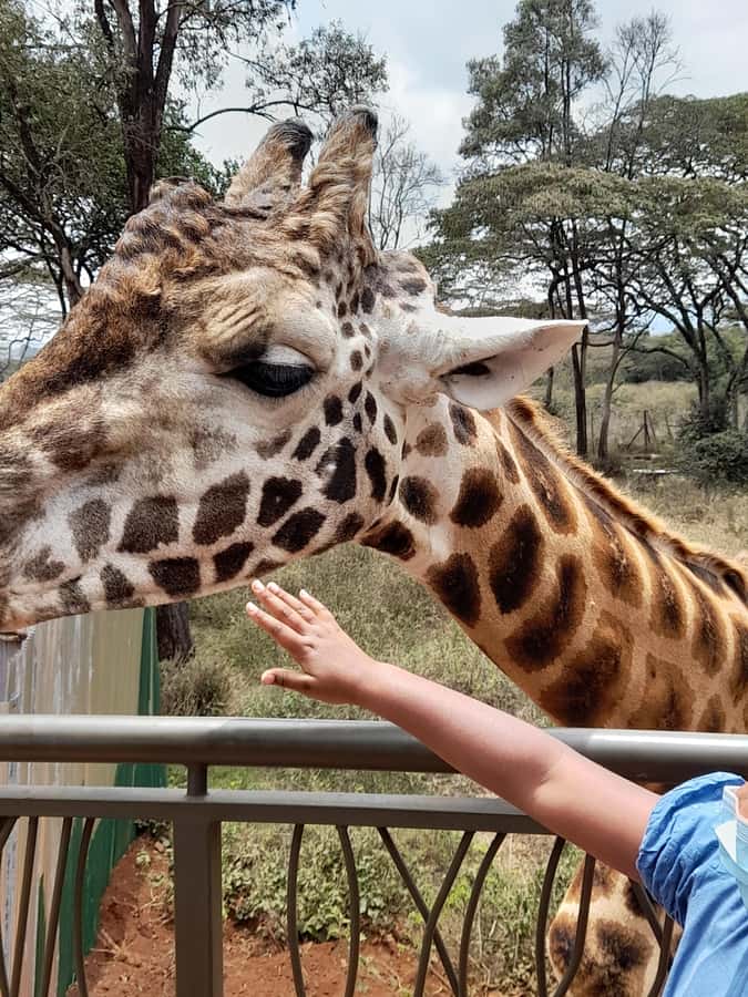 Nairobi: National Park, Elephant Orphanage, and Giraffe Tour - Pickup, Shared Transport, and Communication
