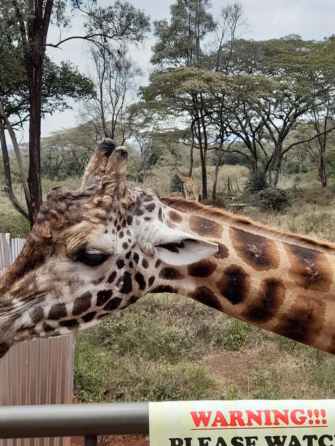 Nairobi: National Park, Elephant Orphanage, and Giraffe Tour - What to Pack for Seven Hours Outside
