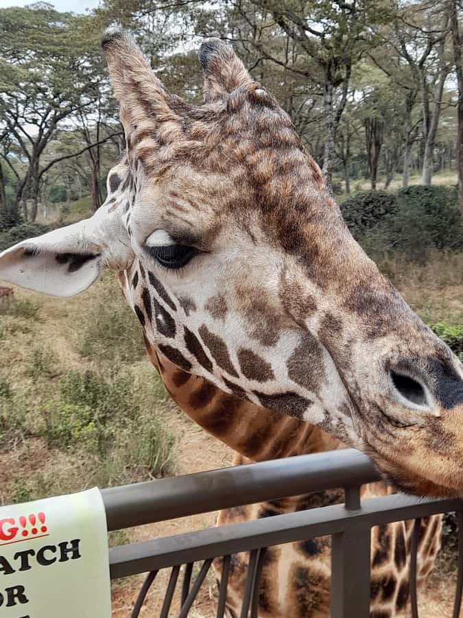 Nairobi: National Park, Elephant Orphanage, and Giraffe Tour - Who Will Like This Tour Most