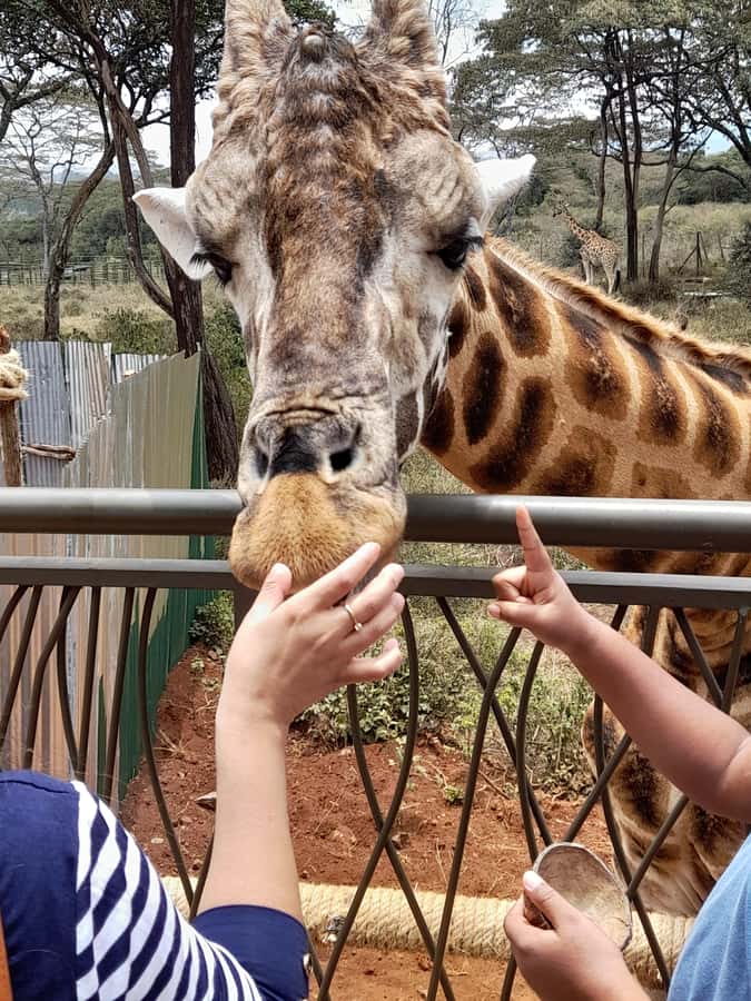 Nairobi: National Park, Elephant Orphanage, and Giraffe Tour - Should You Book It?