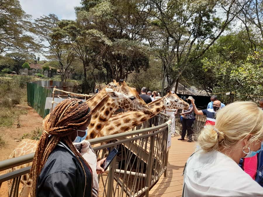 Nairobi: National Park, Elephant Orphanage, and Giraffe Tour - The David Sheldrick Wildlife Trust and the Elephant Feeding