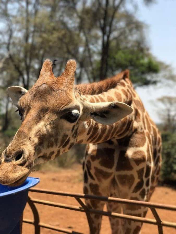 Nairobi: National Park, Elephant Orphanage, & Giraffe Center - Key points to know before booking