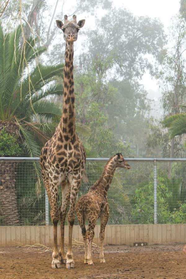 Nairobi: National Park, Elephant Orphanage, & Giraffe Center - Why this Nairobi combination works