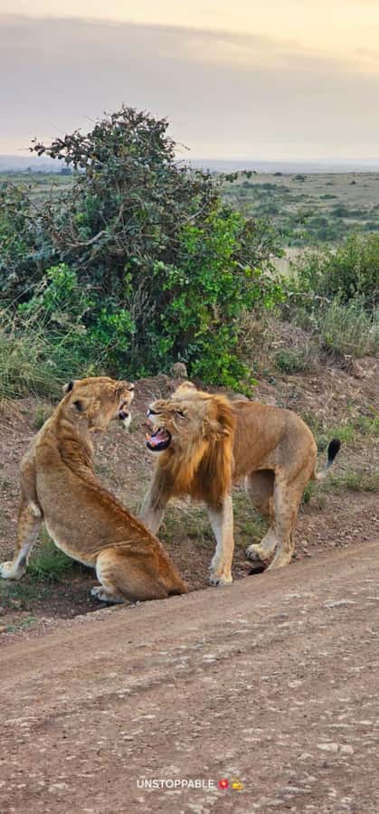 Nairobi: National Park, Elephant Orphanage, & Giraffe Center - Lunch and Bomas of Kenya