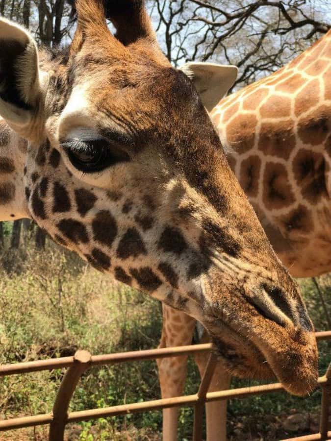 Nairobi: National Park, Elephant Orphanage, & Giraffe Center - Guides, vehicles, and the pace of the day
