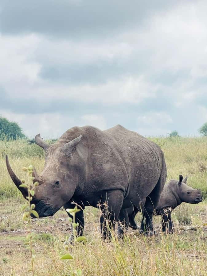 Nairobi: National Park, Elephant Orphanage, & Giraffe Center - What the total price really means