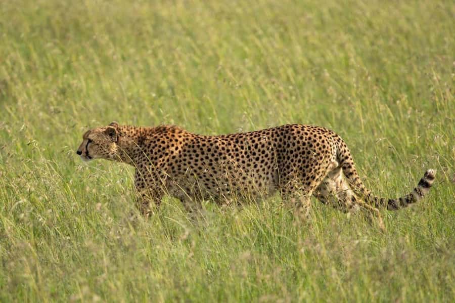 Nairobi: National Park, Elephant Orphanage & Giraffe Center - Should you book it?