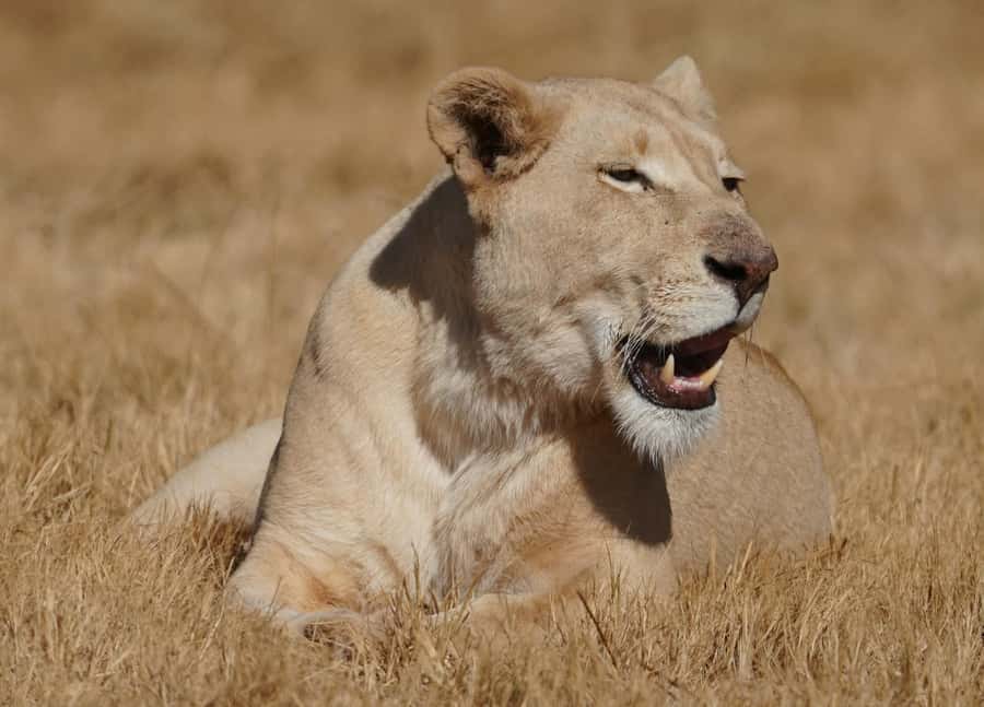 Nairobi: National Park, Elephant Orphanage, & Giraffe Center - From Nairobi streets to open parkland