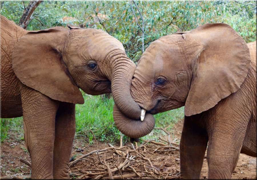 Nairobi: National Park, Elephant Orphanage, & Giraffe Centre - Key points to know before booking