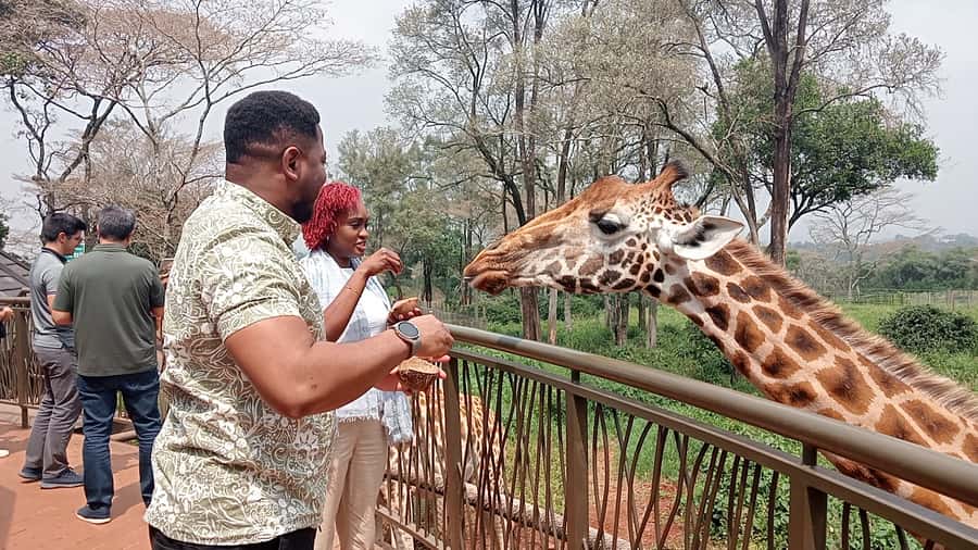 Nairobi: National Park, Elephant Orphanage, & Giraffe Centre - The 11 a.m. elephant nursery visit