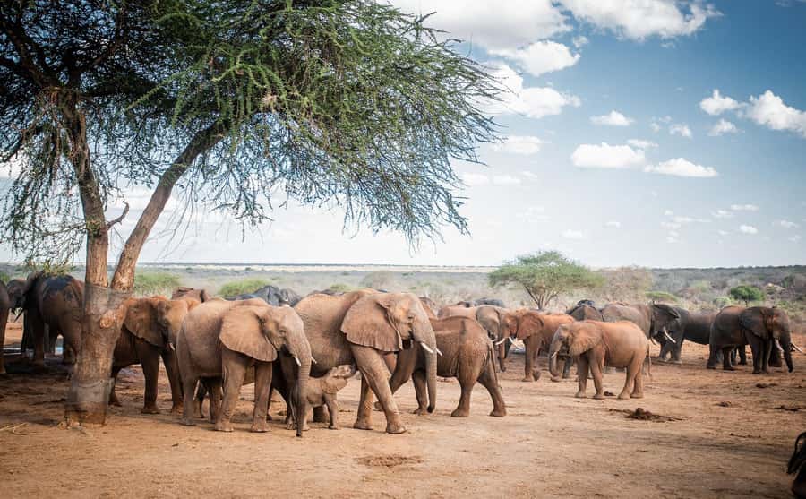 Nairobi: National Park, Elephant Orphanage, & Giraffe Centre - Rothschild giraffes at the Giraffe Centre