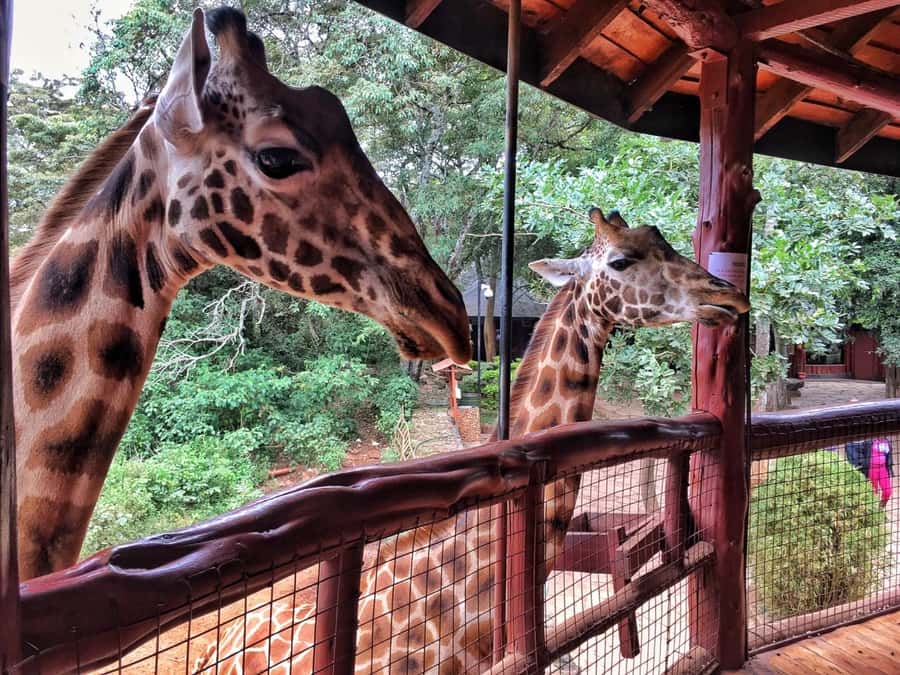 Nairobi: National Park, Elephant Orphanage, & Giraffe Centre - Nairobi National Park: choose the animals over another museum hour