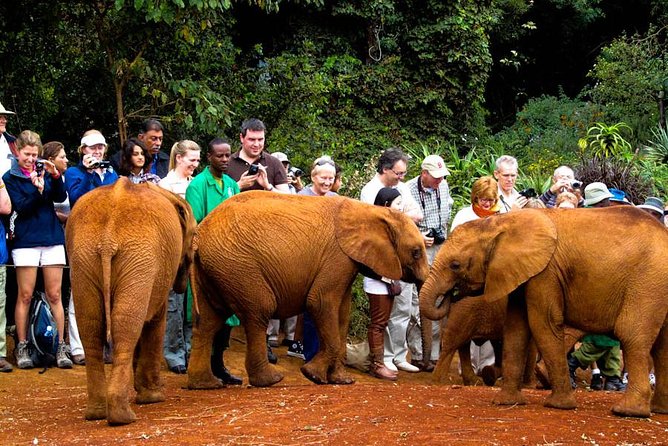 Nairobi National Park, Elephant Orphanage, Giraffe Centre Tour - Sunrise game viewing inside Nairobi National Park