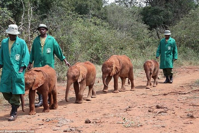 Nairobi National Park, Elephant Orphanage, Giraffe Centre Tour - Karen Blixen Museum adds a quieter final stop