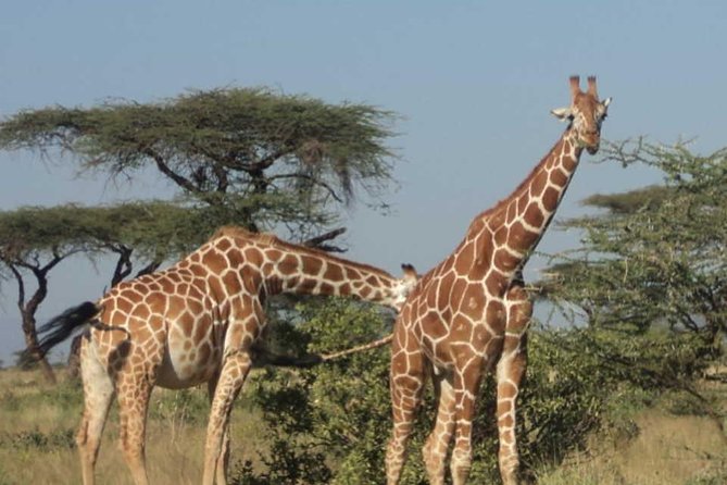 Nairobi National Park, Elephant Orphanage, Giraffe Centre Tour - Pickup, vehicle, and group size