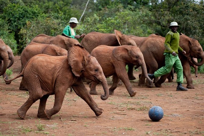 Nairobi National Park, Elephant Orphanage, Giraffe Centre Tour - What the guide can change