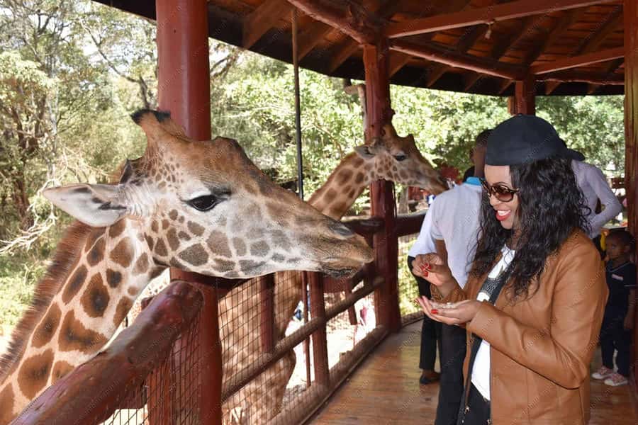 Nairobi: National Park, Elephant Orphanage, & Giraffe Centre - Karen Blixen’s farmhouse and the Ngong Hills