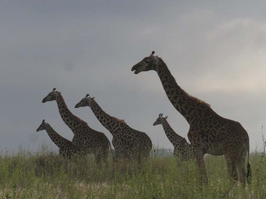 Nairobi: National Park, Elephant Orphanage & Giraffe Tour - Nairobi National Park, four hours among city wildlife