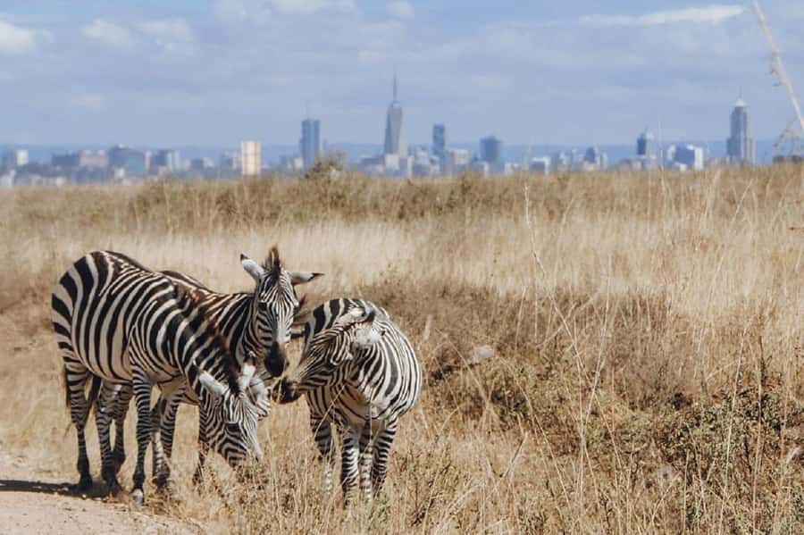 Nairobi: National Park, Elephant Orphanage & Giraffe Tour - Is the $32 price good value?