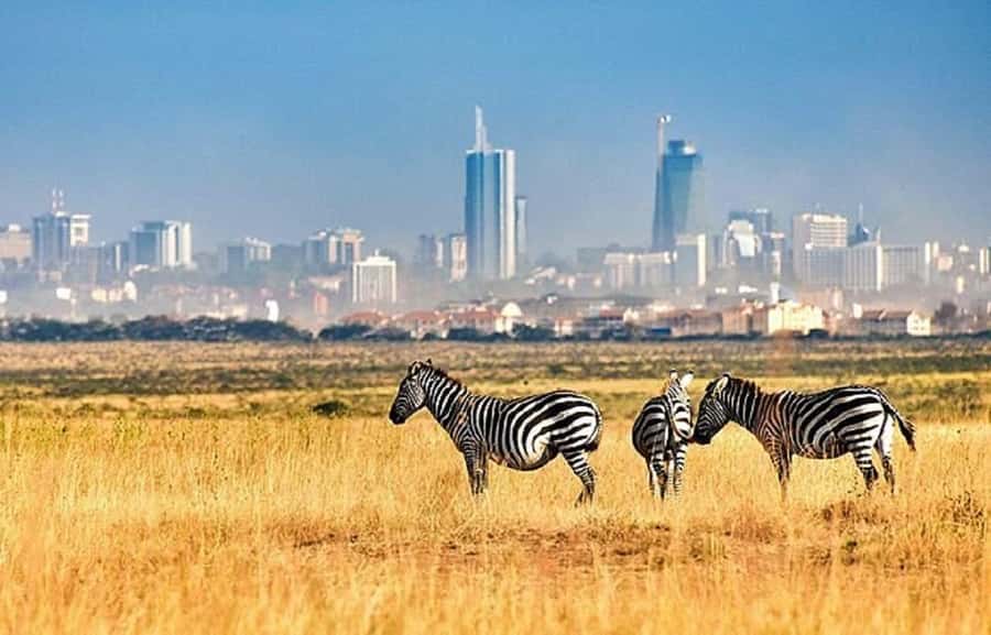 Nairobi: National Park, Elephant Orphanage & Giraffe Tour - Who should book this Nairobi day tour?