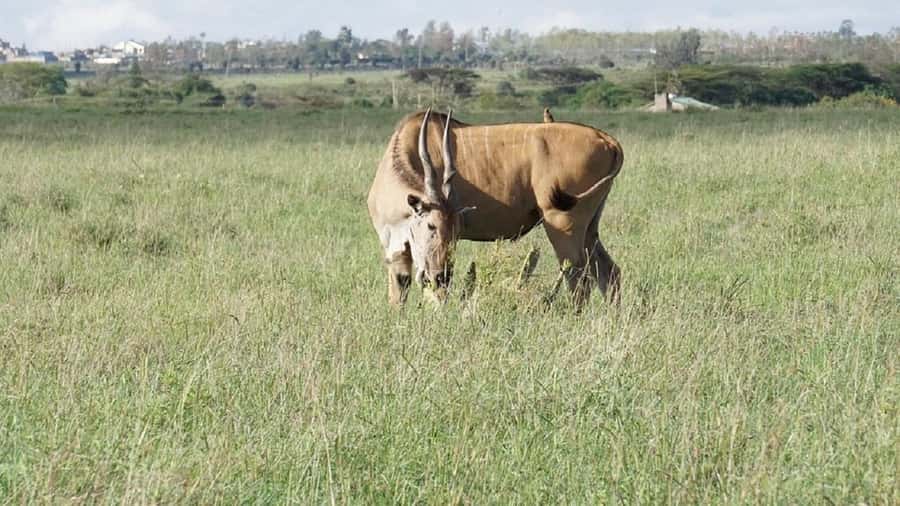 Nairobi: National Park, Elephant Orphanage & Giraffe Tour - FAQ