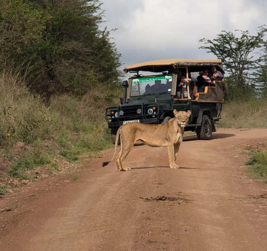 Nairobi: National Park, Elephant Orphanage & Giraffe Tour - The David Sheldrick Wildlife Trust and its bottle-fed elephants