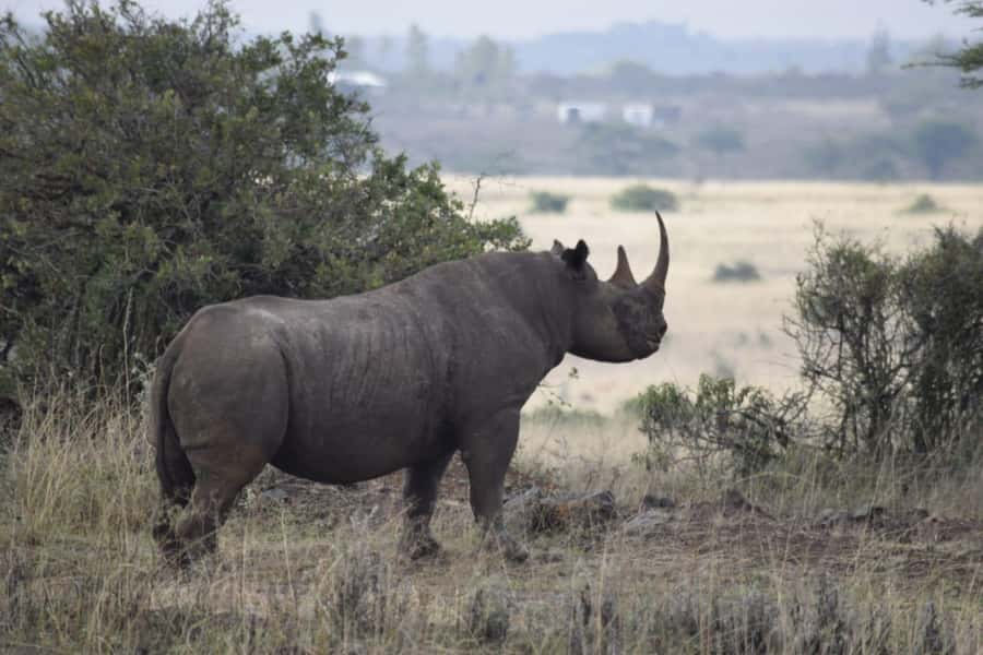 Nairobi; National Park, Elephant Sanctuary & Giraffe Center. - Key points to know before booking