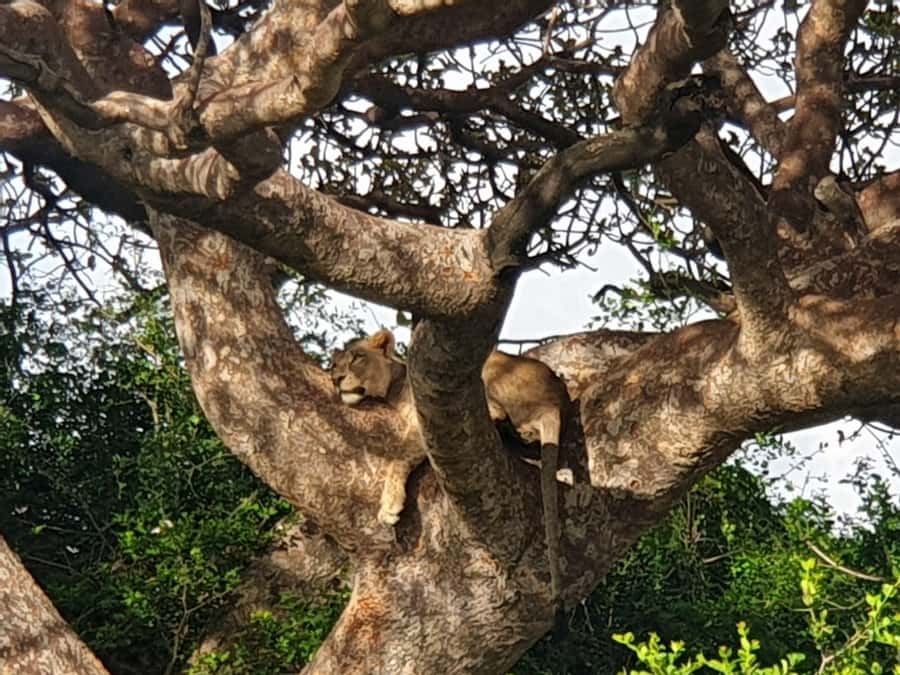 Nairobi; National Park, Elephant Sanctuary & Giraffe Center. - Inside the David Sheldrick Wildlife Trust