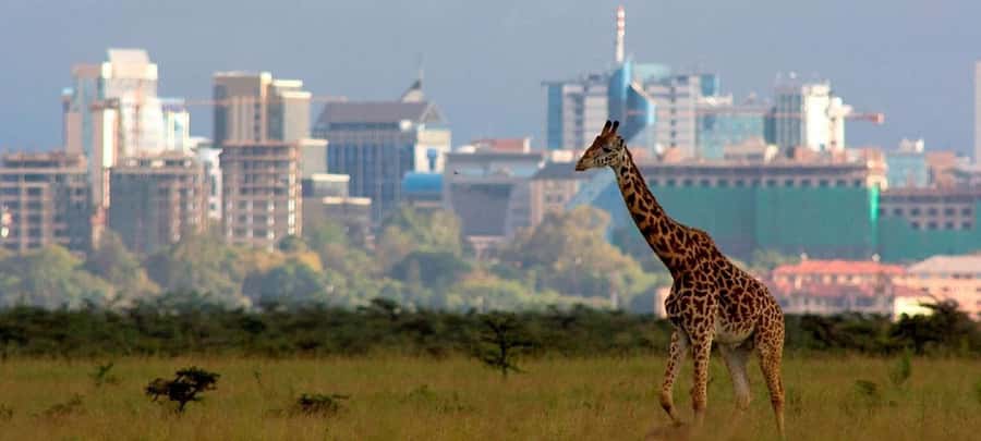 Nairobi; National Park, Elephant Sanctuary & Giraffe Center. - Transport, guides, and the shape of the day
