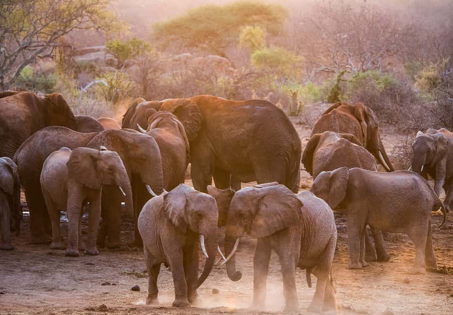 Nairobi; National Park, Elephant Sanctuary & Giraffe Center. - Who will get the most from this tour