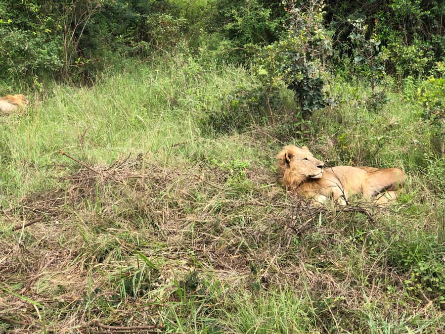 Nairobi; National Park, Elephant Sanctuary & Giraffe Center. - Booking tips that can save trouble