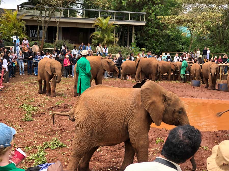 Nairobi: National Park, Elephant Sanctuary, & Giraffe Center - A practical stop for food and shopping