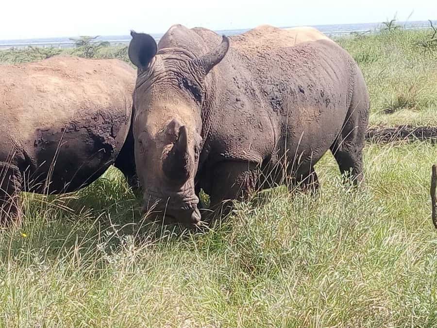 Nairobi National Park, Elephants, Giraffes & Bomas Day Trip - Nairobi National Park, where safari starts beside the city