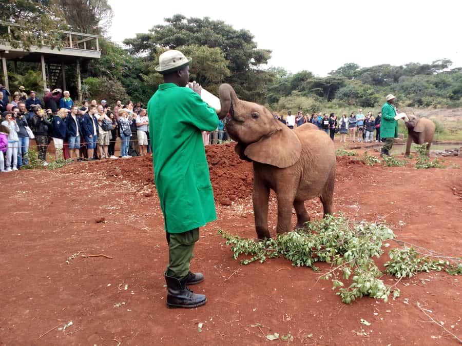 Nairobi National Park, Elephants, Giraffes & Bomas Day Trip - Face-to-face with Rothschild giraffes