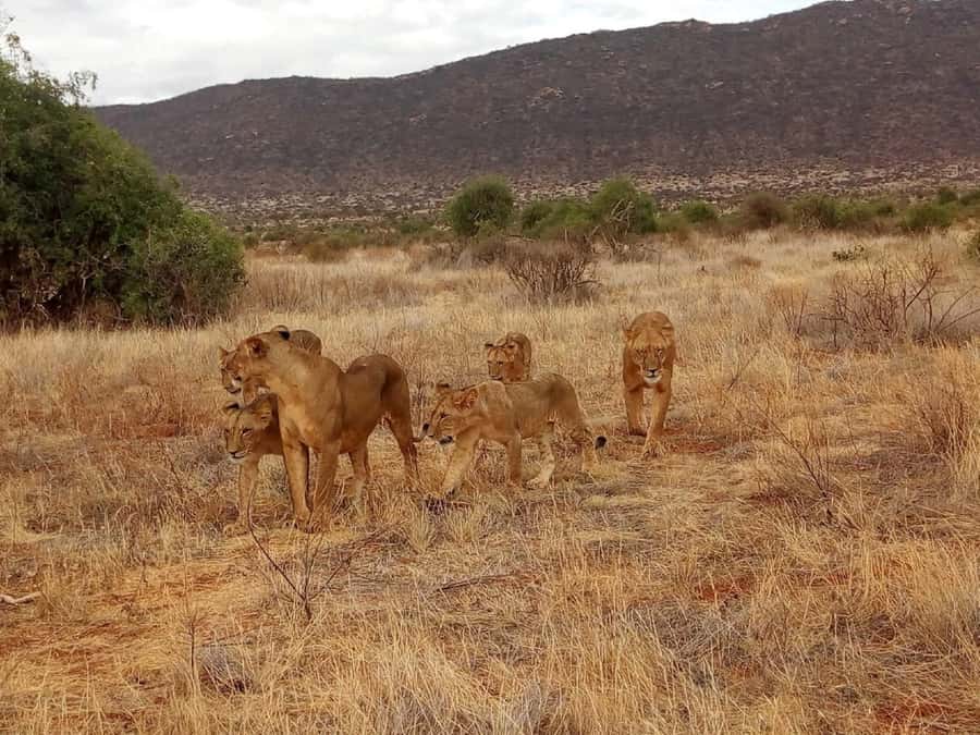 Nairobi National Park, Elephants, Giraffes & Bomas Day Trip - Should you book it?